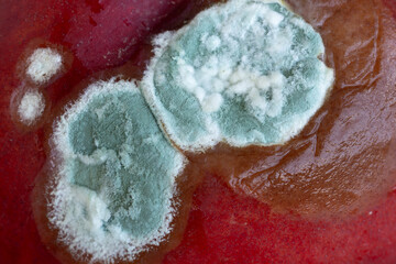 Rotten peach with mold close up