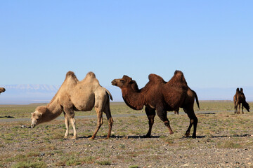 Bactrian camels are a species native to Central Asia. They are different colored Asian camels that...