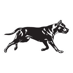 An exceptionally alert Dogo Argentino digital black silhouette, perfect for rendering - Dogo Argentino silhouette - Dogo Argentino Vector - Silhouette of Dogo Argentino - dog silhouette

