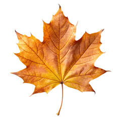 Obraz premium Dried Autumn Maple Leaf on White Background