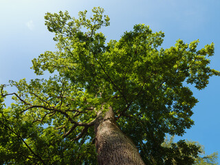 Starke Eiche im Park, Blick in die Baumkrone im Juni