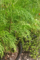 Bright green herbs flourish in a garden setting during a sunny afternoon, showcasing vibrant growth and healthy foliage