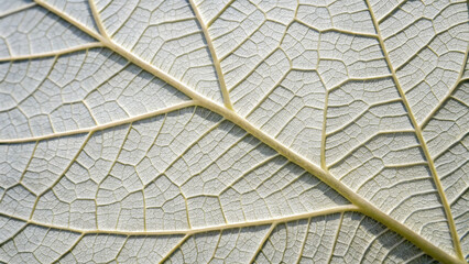 Close-up of a leaf with a striking natural pattern resembling geometric abstraction