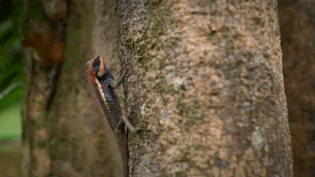 Emma's Chameleon Clinging to Tree Branch Blinking &ndash; Close-Up 4K Wildlife