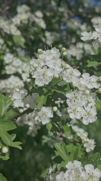 Vertical footage, Branches covered with white flowers on a blooming Hawthorn, Crataegus sway in the wind on a sunny spring day