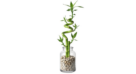 Isolated Lucky Bamboo Arrangement in a Vase