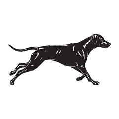 Obraz premium Distinct Rhodesian Ridgeback canine digital black silhouette - Rhodesian Ridgeback silhouette - Rhodesian Ridgeback Vector - Silhouette of Rhodesian Ridgeback - dog vector