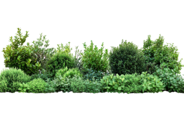 Green garden plants cutouts botanical backdrop Diverse shrubs hedges landscaping isolated design