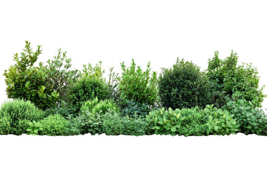 Green garden plants cutouts botanical backdrop Diverse shrubs hedges landscaping isolated design