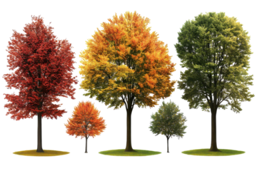 Autumn Trees A Symphony of Color from Red to Gold to Green Nature s Transition Seasonal Beauty