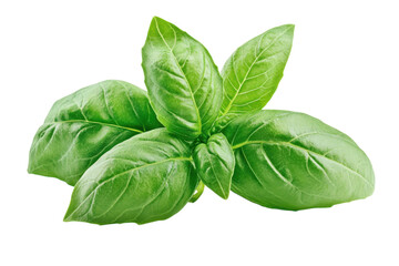 Fototapeta premium Fresh Basil Leaves Still Life A Vibrant Culinary Herb Perfect for Italian Cuisine and Pesto Recipes
