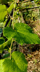 green leaves with dew residue exposed to sunlight