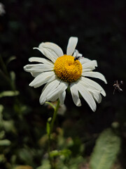 Bright daisy with two insects on dark background