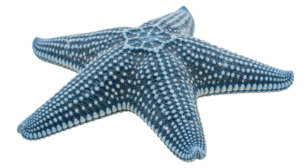 Isolated Blue Starfish