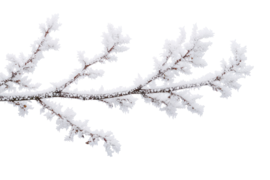 Iced Branches Black Backdrop Winter Frosty Nature Cold Weather Freeze Season Natural Beauty