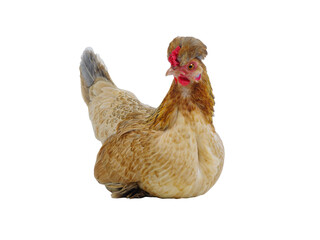  chicken isolated on white background