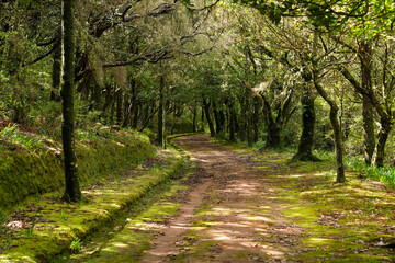 Idyllischer Waldweg mitten im Wald auf der Insel Madeira