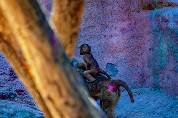 Ein junger Pavian reitet auf seiner Mutter davon