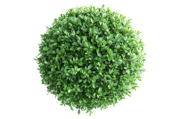 Obraz premium Topiary Bush Green Leaves Garden Plant Isolated Round Shape Perfect Sphere Black Background Natural
