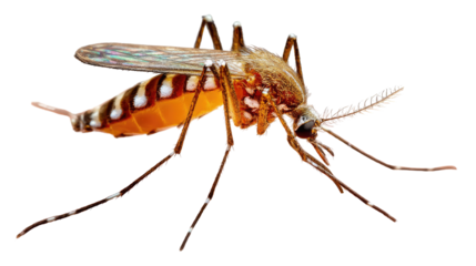 The Mosquito: The mosquito is a tiny insect with a long proboscis, capable of causing significant harm and irritation. This photograph provides a detailed view of its anatomy.