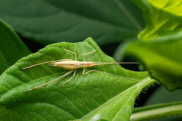 Macro Shot of a Yellow Bush Cricket on a Green Leaf