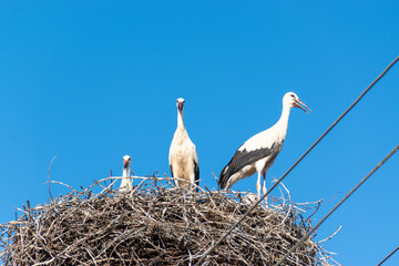 White stork
