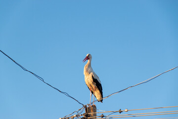 White stork