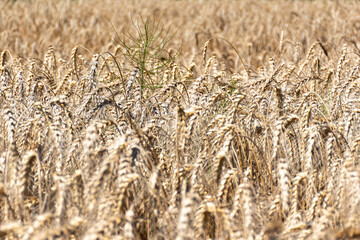 close up of wheat field