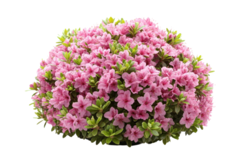 Pink Azalea Blossom Shrub Isolated Fresh Spring Bloom Floral Design Garden Beauty Nature s Pastel