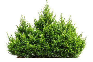 Fototapeta premium Evergreen Delight Green Cypress Shrub Bush Hedge Arborvitae Landscape Design Ornamental Plant