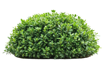 Obraz premium Green Bush Round Shape Photography Isolated Cutout Garden Landscape Design Element Outdoor Nature