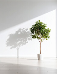 A thriving green sapling in a white pot casts a striking, large shadow of a mature tree onto a bright white wall and floor.