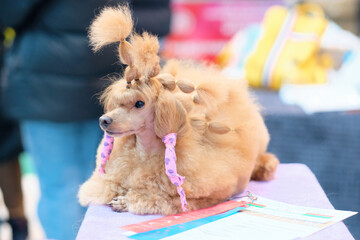 The dog is a mini poodle of apricot color with a laid mane for every day