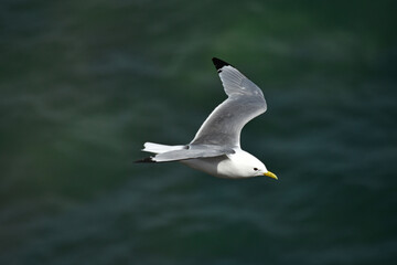 A common gull in flight at Bempton Cliffs