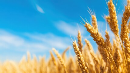 Fototapeta premium Golden wheat field under a clear blue sky with wispy clouds in the background