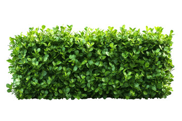 Obraz premium Lush Green Hedge Rows Vibrant Foliage Garden Privacy Landscaping Design Botanical Beauty Nature s