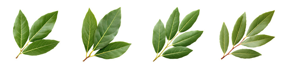 Fototapeta premium Fresh Green Laurel Leaves Twigs Collection, Isolated on White Background