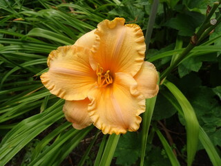 yellow flower in the wind
