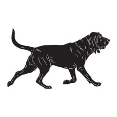 An expressive Bloodhound digital representation, clearly identifying the beloved breed - Bloodhound silhouette - Bloodhound Vector - Silhouette of Bloodhound - dog vector

