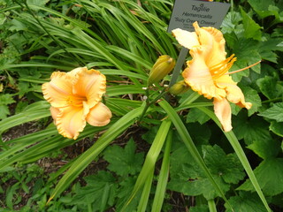 yellow flower in the garden
