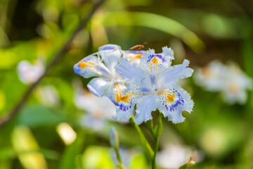 陽射しの中に咲く清楚なシャガの花