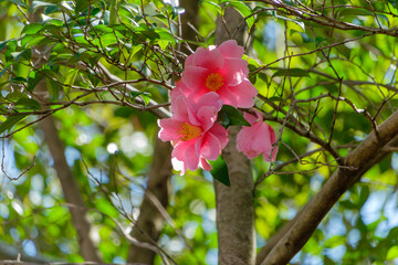 木漏れ日に咲くピンクの椿の花