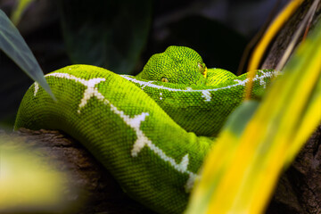 Corallus batesii, also known commonly as the Amazon Basin emerald tree boa, lying in a typical...