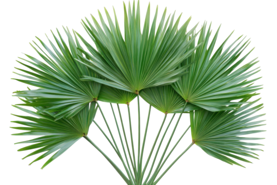 Palm Frond Fan Tropical Leaves Art Exotic Decoration Botanical Nature Green Foliage Black Backdrop