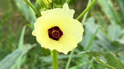 Soft yellow okra blossom displays deep red center amid vibrant green foliage beautifully