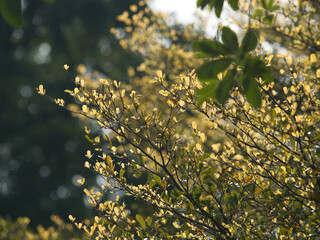Coast almond spring season in the park