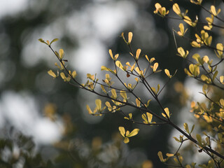 Coast almond spring season in the park