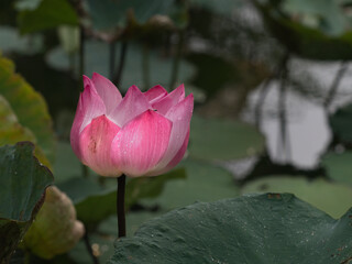 Lotus flowers bloom to attract insects in the morning.