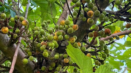 Branches bear clusters of green figs, turning yelloworange in warm sunlight, revealing tropical fruit
