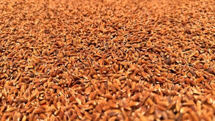 Vast field covered entirely with harvested brown paddy rice glistens in the bright sunshine